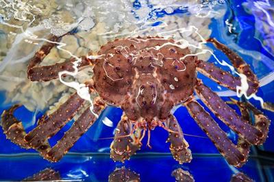 1499元茅臺、3.29元依云水,心急網友提前做攻略