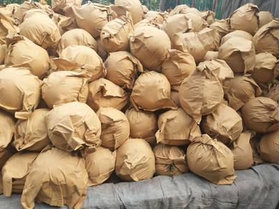 [圓黃梨批發(fā)] 元黃梨,9O以上,預售價格1.8元/斤 5000斤起批